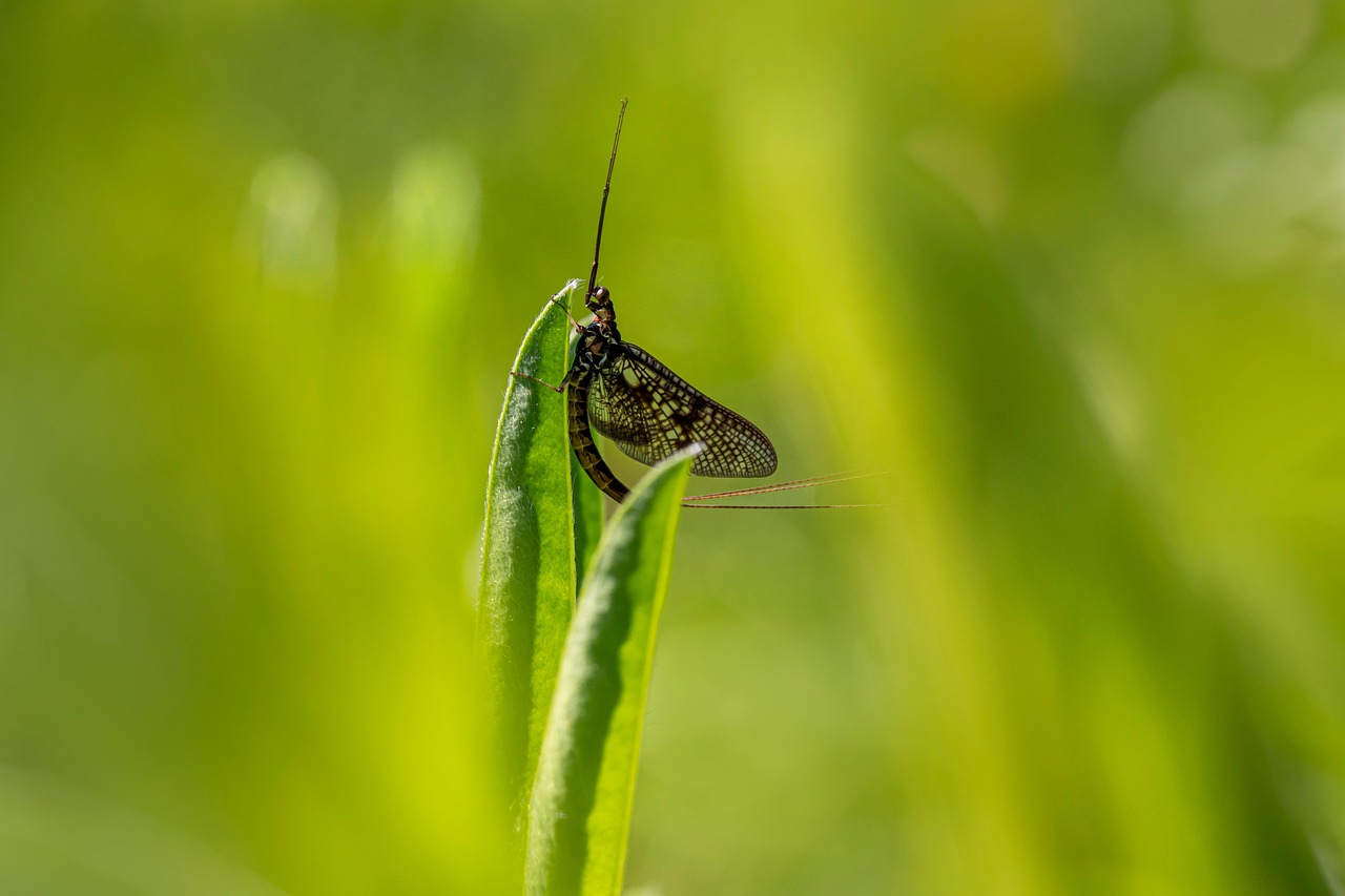 하루살이 퇴치법