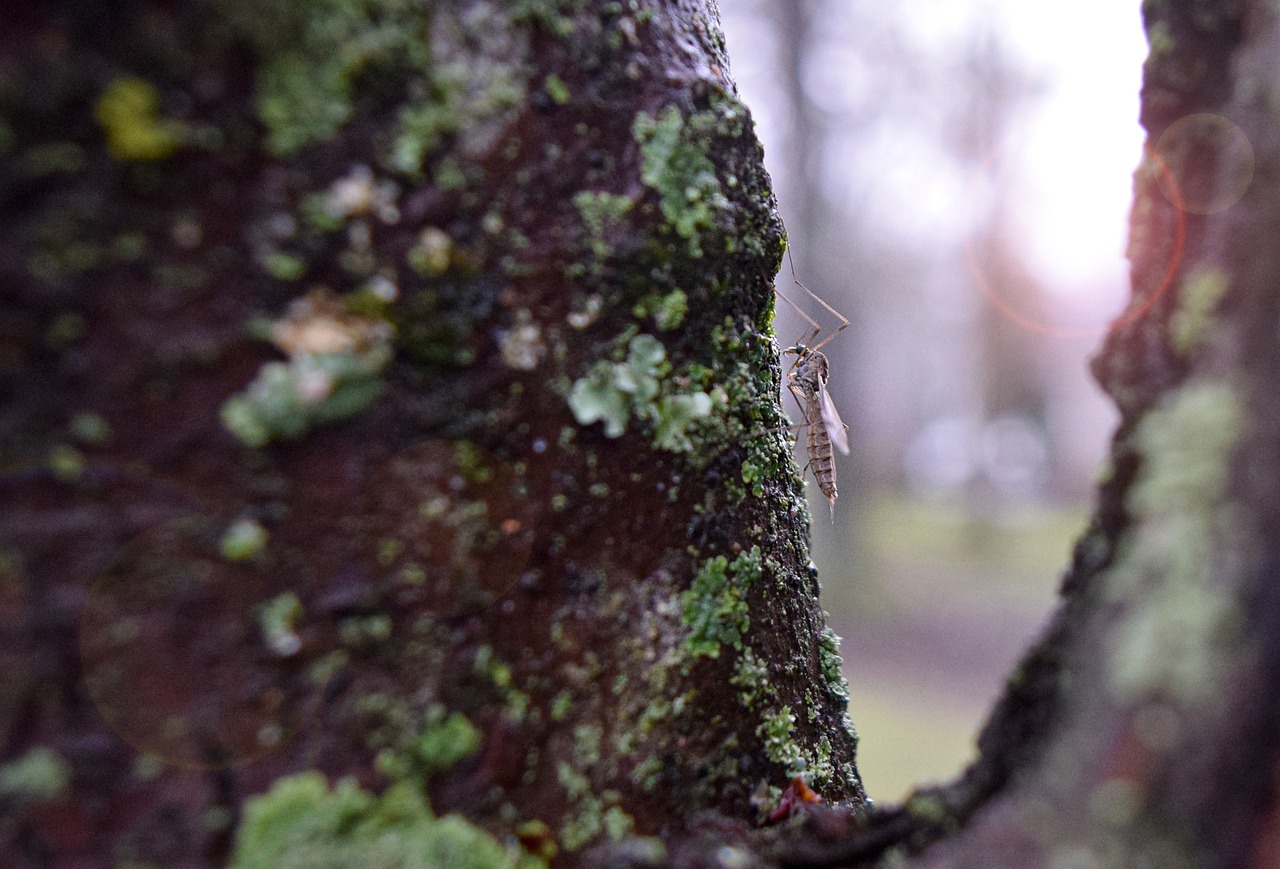 하루살이 퇴치법 알아보자