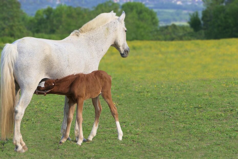 4대보험 급여 계산기