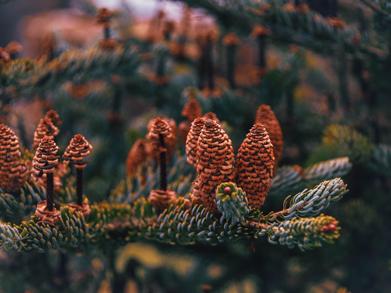 4대보험 세금 계산기