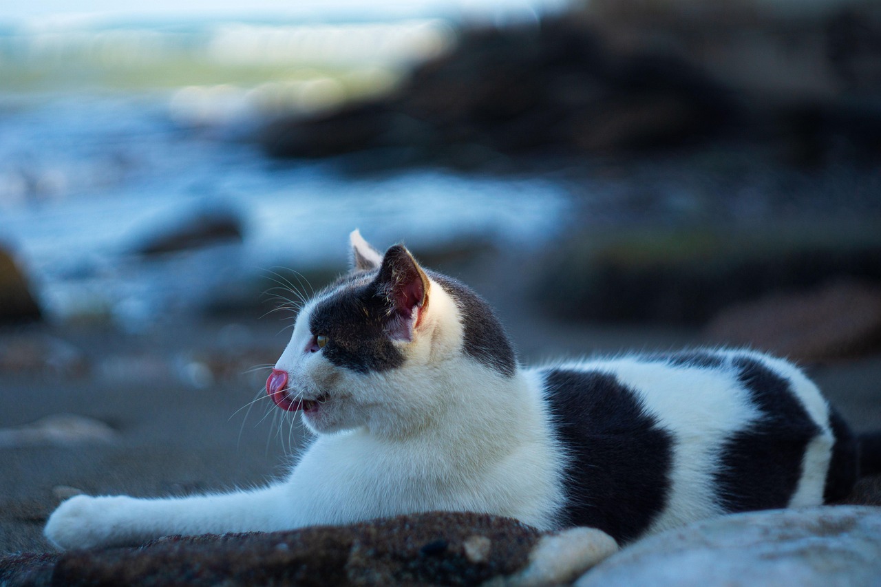 kb펫보험 초아쌤