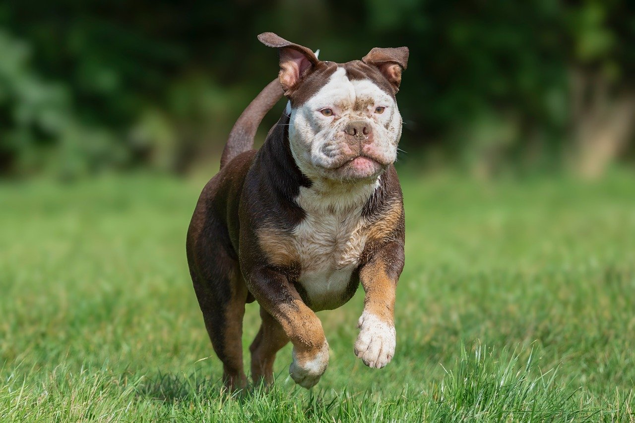 kb펫보험 초아쌤